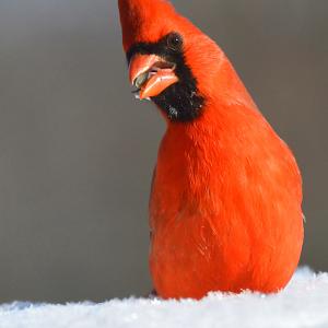 Ohio's State Bird