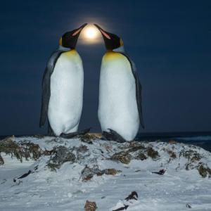 King Penguins and Moon