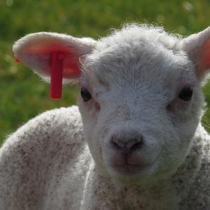 little lamb