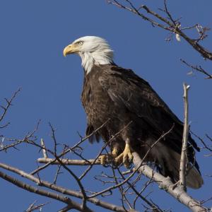 American Bald Eagle