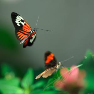 Butterflies