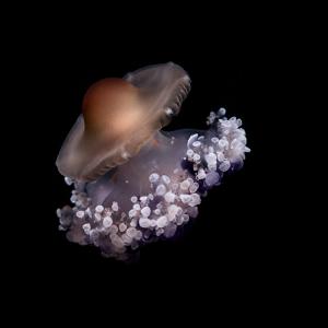 Mediterranean Crown Jelly