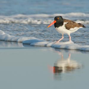 Oystercatcher in the surf