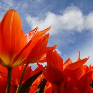 Tulips from Holland