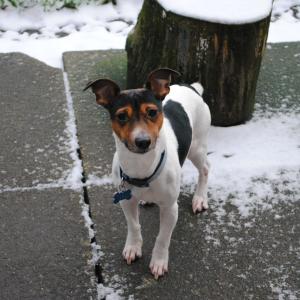 Ozzy The Jack Russel