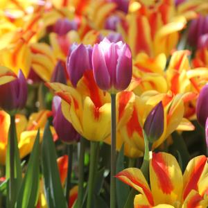 Dutch tulips 