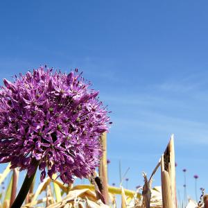 Purple flower