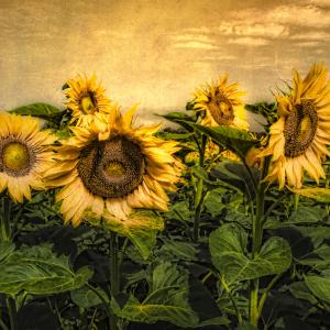 Sunflower Field