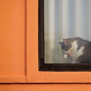 Window Clean Up