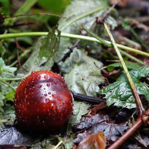 Chestnut with Raindrops