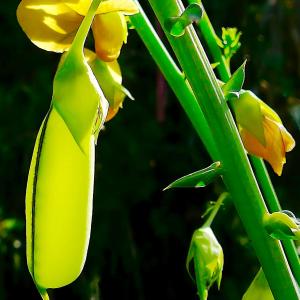 Seedpod in Sunlight