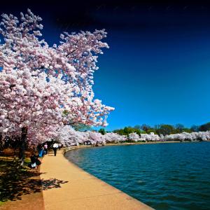 Cherry blossom trees