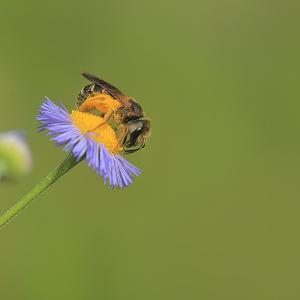 Pollen Basket