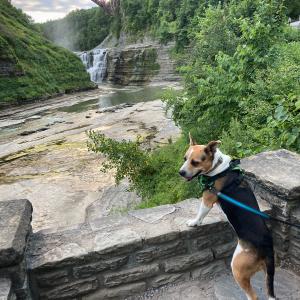 Rescue Pup at Letchworth Waterfalls