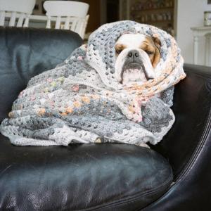 Dog wrapped in blanket 