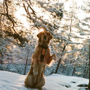 Goldie in the snow