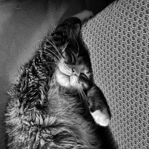 Chat Dormant / Sleeping Cat 