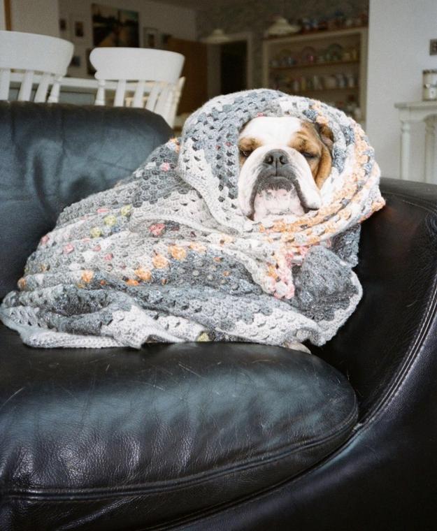 Dog wrapped in blanket 