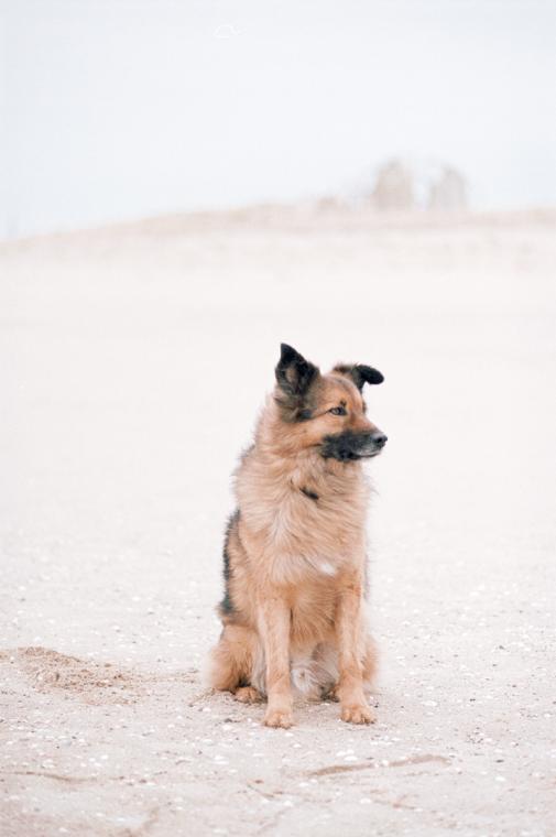 Little lion man on the beach