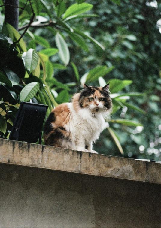 This is not a Norwegian Forest Cat and that forest is not in Norway. 