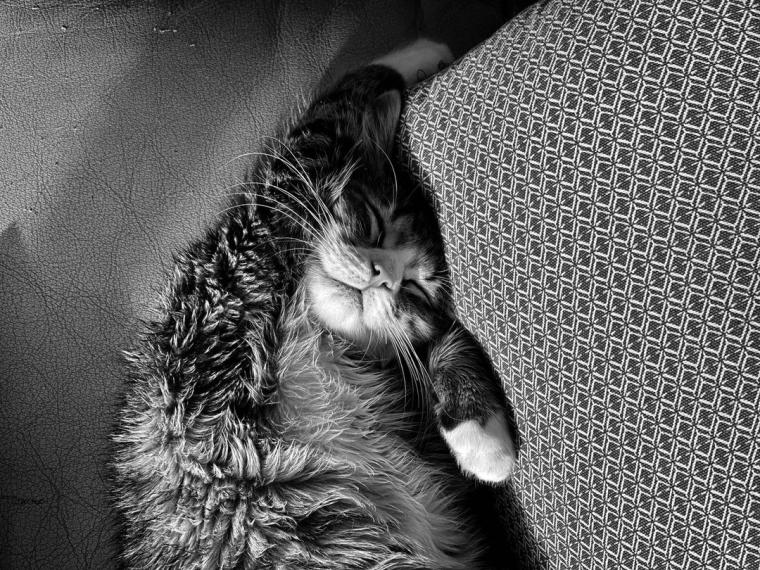 Chat Dormant / Sleeping Cat 