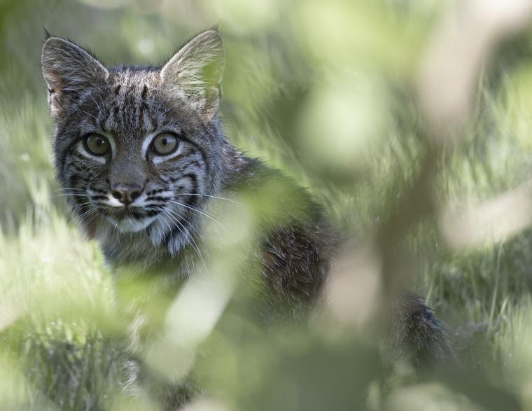 Young Bobcat