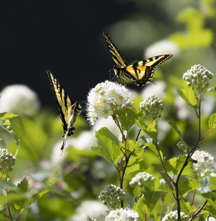 Yellow Swallowtails