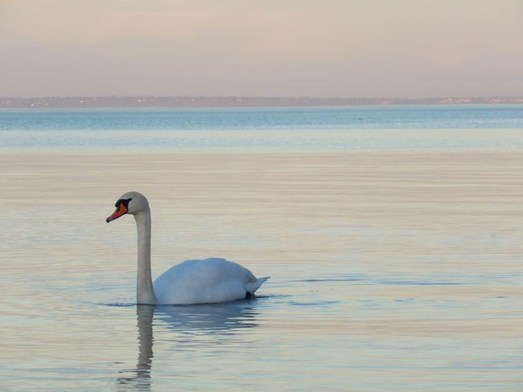 Swan and the winter sunset at Lake Balaton