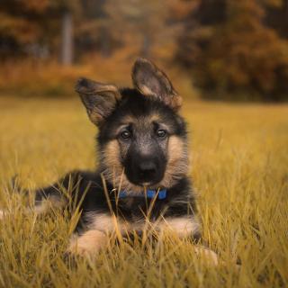 Duke the German Shepherd