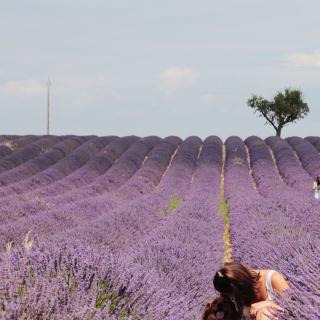 Revenir dans les champs de lavande 