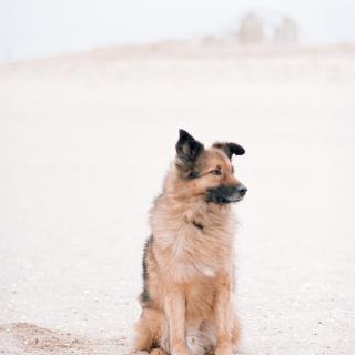 Little lion man on the beach