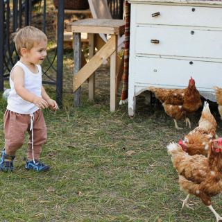 Running wild with the chickens.