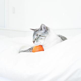 cat pillow