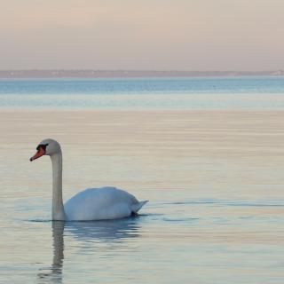 Swan and the winter sunset at Lake Balaton